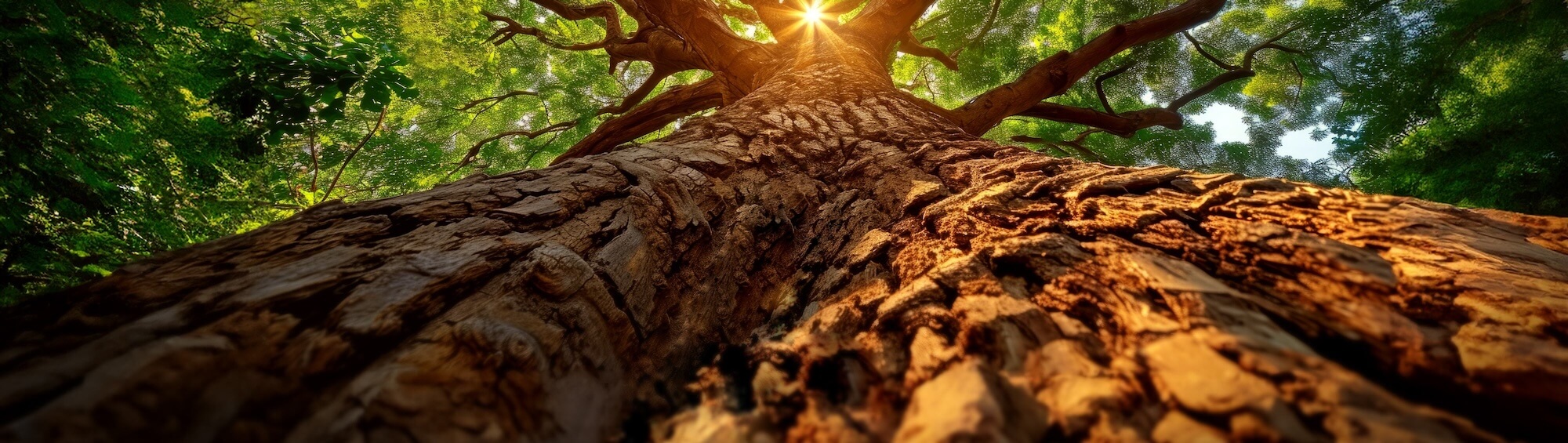 Header-Hintergrundbild